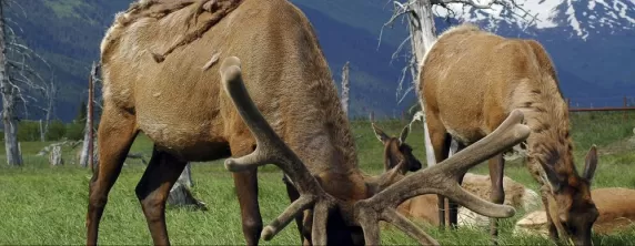 Elk feeding on the lush grass.