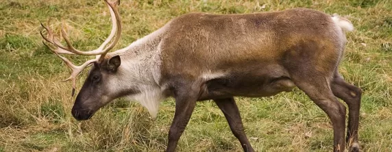 Wildlife viewing of an reindeer on an Alaska tour