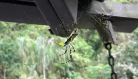 Day 3:golden orb spider - her cousin watched us take showers