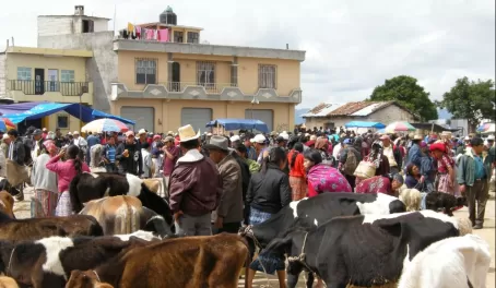 Want to buy a cow? The San Francisco del Alto market