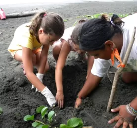 Digging for baby sea turtles at the Pacuare Nature Preserve