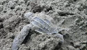 Our first baby turtle found!