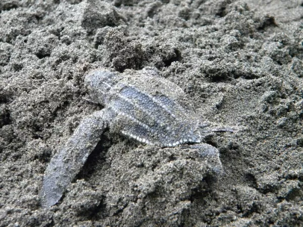 Our first baby turtle found!