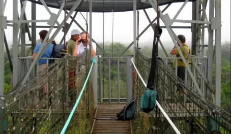 Birdwatching from the canopy walk