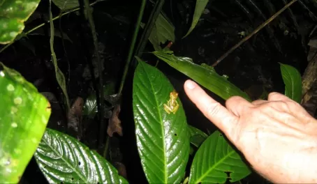 Night walk tree frog