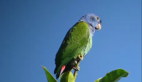 Parrot at Yasuni Nacional Park - taken through a scope