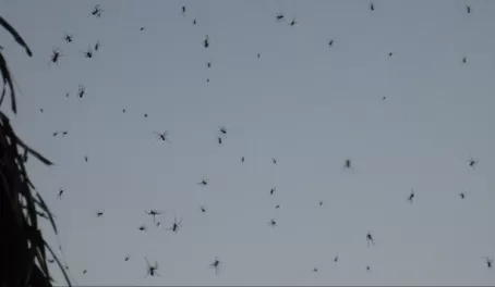 Social spiders - there were hundreds!