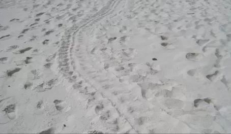 Sea turtle path to spot to lay eggs