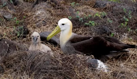 Waved albatross and baby