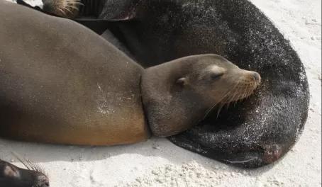 Sea lion with scar around neck from human garbage
