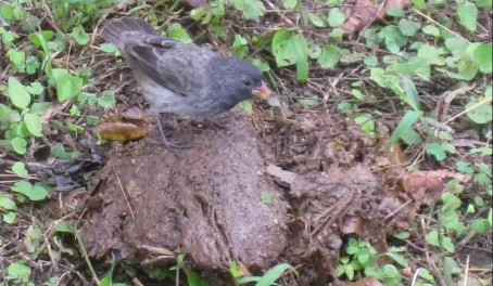 A Darwins finch picking seeds out of Turtle dung