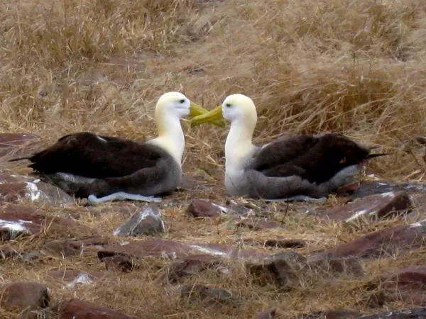 A waved albatross couple