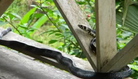 Day 4: visit from a mica snake (not poisonous)