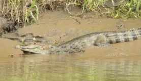 Caiman on the river bank in Costa Rica