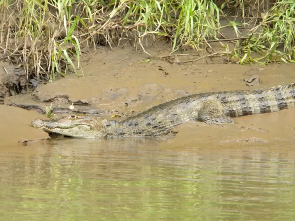 Caiman on the river bank in Costa Rica