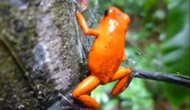 Day 6:  bright orage frog on the way to waterfall