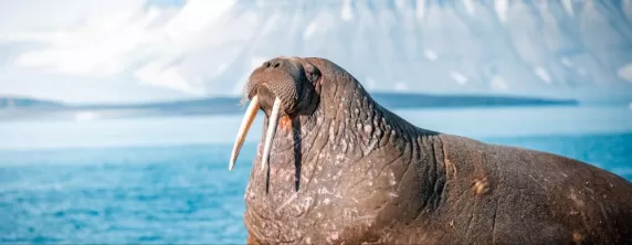 Svalbard Walrus