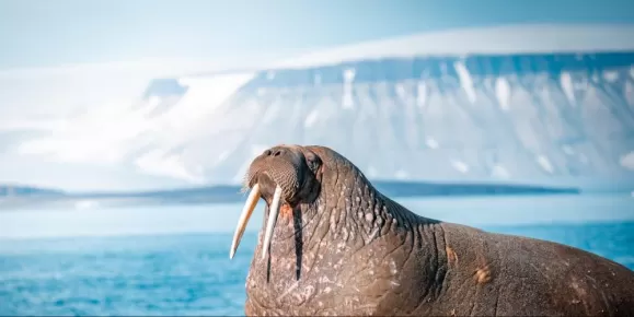 Svalbard Walrus