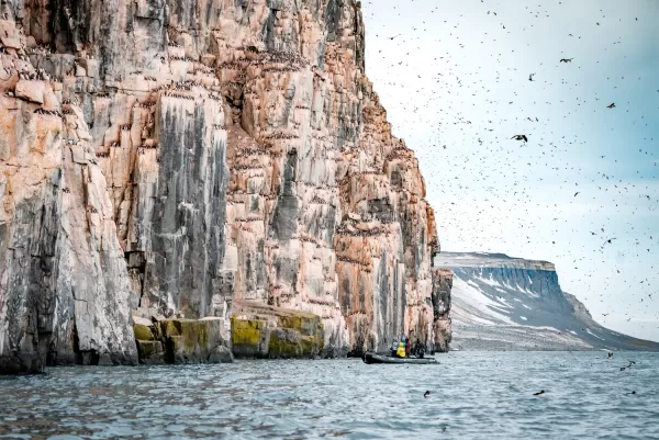 Bird Cliffs in Svalbard