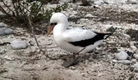 Nazca Booby on Genovesa Island