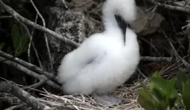 Red-Footed Boobie Chick