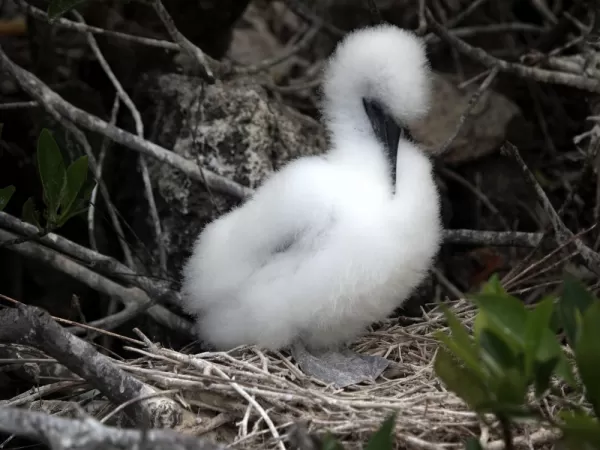 Red-Footed Boobie Chick