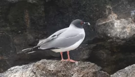 Swallowtail Gull, Genovesa