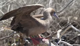 Red-Footed Booby on Genovesa
