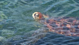 Sea Turtle, Fernandina