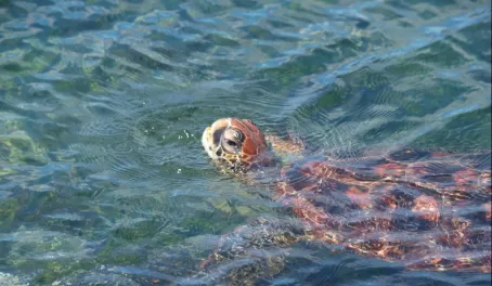 Sea Turtle, Fernandina