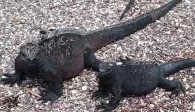 Marine Iguana, Fernandina