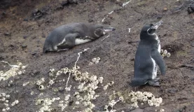 Galapagos Penguins on Isabela Island