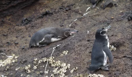 Galapagos Penguins on Isabela Island