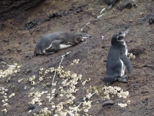 Galapagos Penguins on Isabela Island