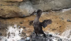 Flightless Cormorant, Isabela