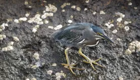 Lava Heron, Isabela