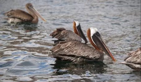 Brown Pelicans, Isabela