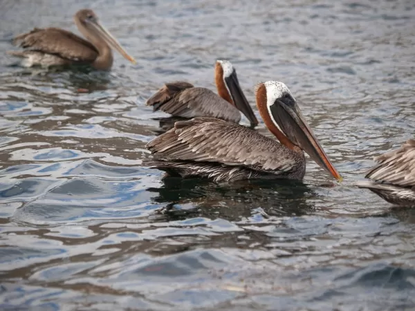 Brown Pelicans, Isabela