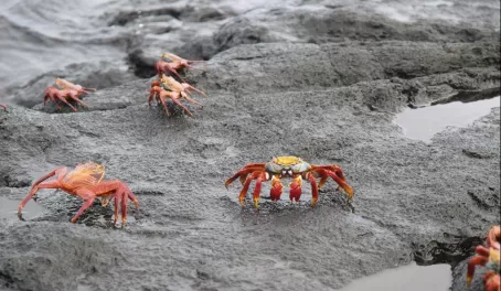 Sally Lightfoot Crabs on Santiago Island