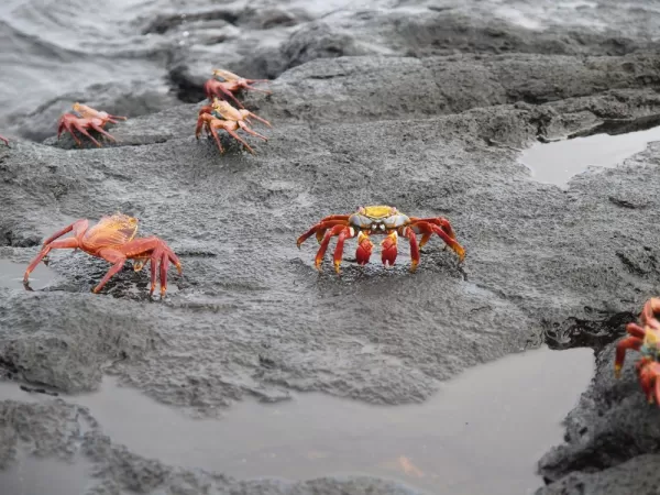 Sally Lightfoot Crabs on Santiago Island