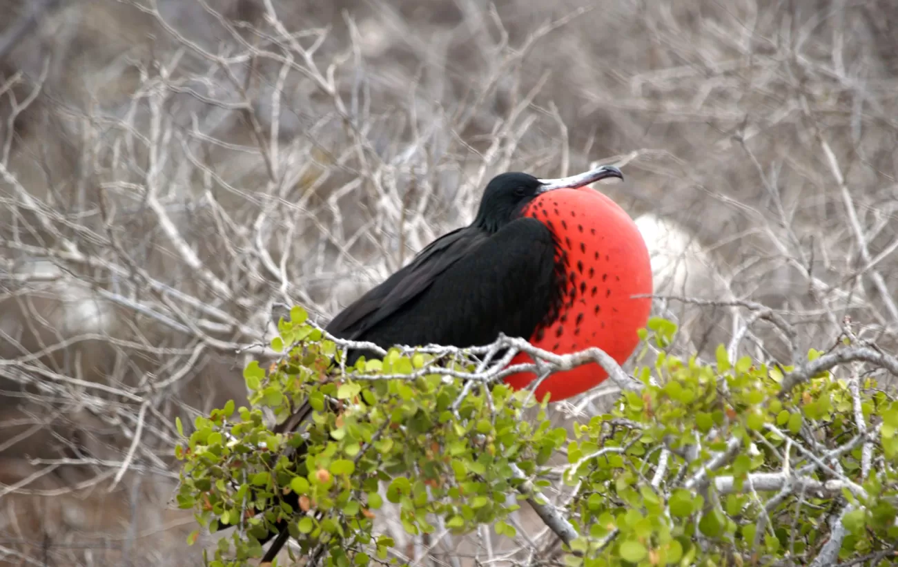 Male Frigatebird, North Seymour