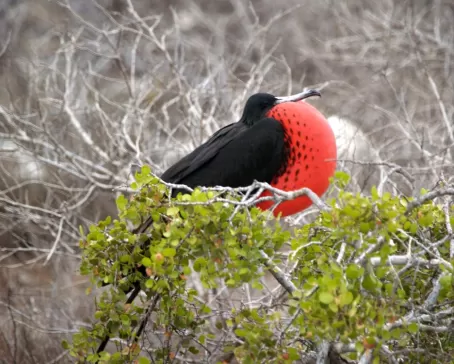 Male Frigatebird, North Seymour