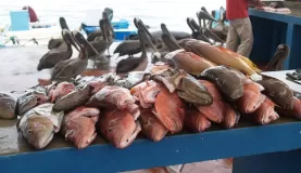 Fish Market, Santa Cruz
