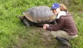 Giant Land Tortoise, Santa Cruz