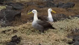 Waved Albatross, Espanola