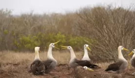 Albatross Courting, Espanola