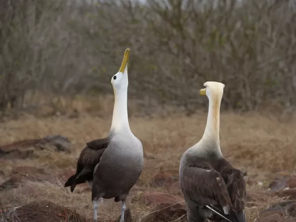 Albatross Courting, Espanola