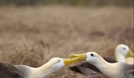 Albatross courting on Espanola Island in the Galapagos