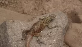 Lava Lizard on Espanola Island