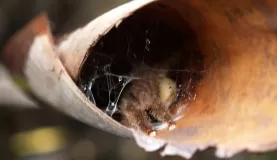 Tarantula Nest, Amazon